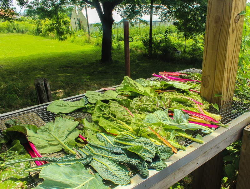 Chard, collards and kale harvested, washed and bathing in the sun. Photo: Gabrielle Clark.